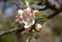 Apple, Malus domestica.