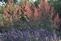 Plumepoppy, Macleaya cordata.