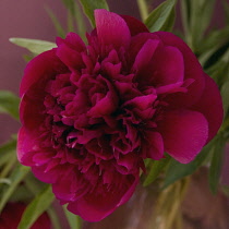 Peony, Paeonia.