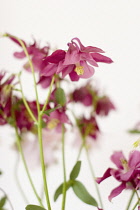 Columbine, Aquilegia.