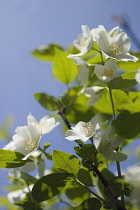 Deutzia, Deutzia gracilis.