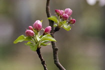 Apple, Malus domestica.