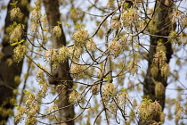 Beech, Fagus sylvatica.