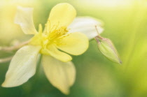 Columbine, Aquilegia.