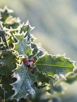 Holly, Ilex aquifolium.