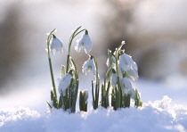 Snowdrop, Galanthus.