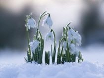 Snowdrop, Galanthus.