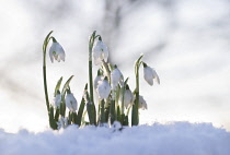 Snowdrop, Galanthus.