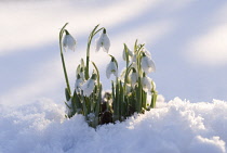 Snowdrop, Galanthus.