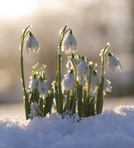 Snowdrop, Galanthus.