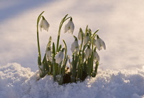 Snowdrop, Galanthus.