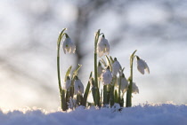 Snowdrop, Galanthus.