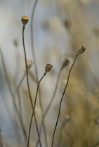 Poppy, Papaver rhoeas.