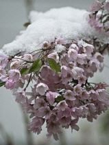 Beautybush, Kolkwitzia amabilis.