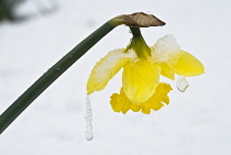 Daffodil, Narcissus.