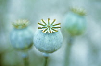 Poppy, Opium poppy, Papaver somniferum.