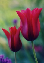 Tulip, Tulipa.