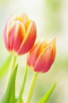 Tulip, Tulipa.