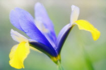 Iris, Iris reticulata.