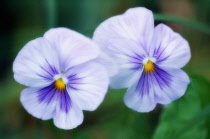 Pansy, Viola wittrockiana.