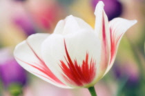 Tulip, Tulipa.