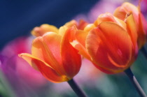 Tulip, Tulipa.