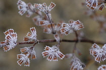 Lemon Balm, Melissa officinalis.