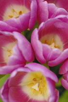 Tulip, Tulipa.