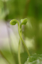 Fern, Maidenhair fern, Adiantum raddianum.