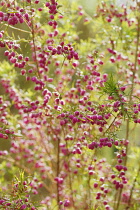 Redboronia, Boronia heterophylla.