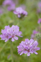 Pelargonium, Pelargonium capitatum.