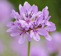 Pelargonium, Pelargonium capitatum.