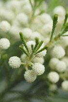 Buttonbush, Berzelia lanuginosa.