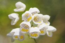 Jovellana, Jovellana violacea.