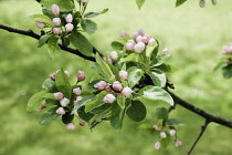 Apple, Malus domestica.