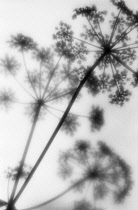 Cow parsley, Anthriscus sylvestris.