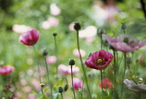 Poppy, Opium poppy, Papaver somniferum.