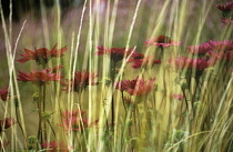 Purple coneflower, Echinacea.