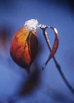 Dogwood, Cornus alba 'Sibirica'.