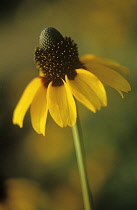 Coneflower, Black-eyed Susan, Rudbeckia nitida.