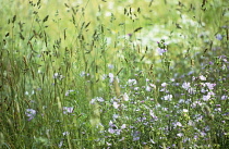 Meadow.