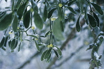 Mistletoe, Viscum album.