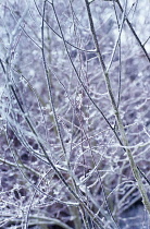 Dogwood, Cornus.