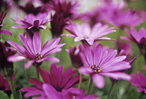 Osteospermum, Cape Daisy.