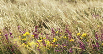 Gorse, Ulex europaeus.