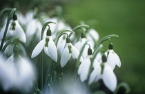 Snowdrop, Galanthus.