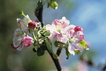 Apple, Malus domestica.