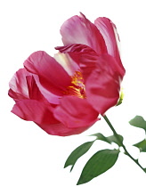 Peony, Paeonia.