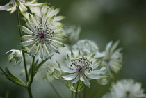 Astrantia, Masterwort, Astrantia major.