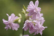 Soapwort, Saponaria officinalis.